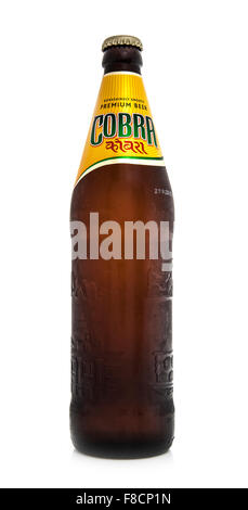 Cobra Premium beer on a white background, Cobra 5.0% Premium Beer is brewed to an authentic Indian recipe Stock Photo