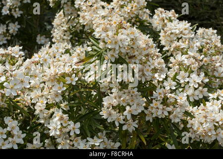 Choisya 'Aztec Pearl', garden variety in cultivation. Stock Photo