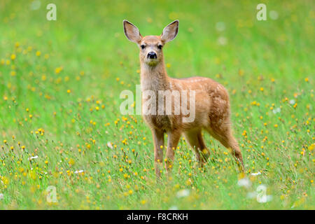 A black-tailed fawn poses in a colorful Mid-Summer meadow, Pacific Northwest