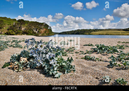 Sea Holly; Eryngium maritimum; Loe Bar; Cornwall; UK Stock Photo