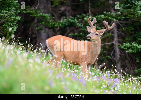 Black-tailed Deer Buck (Odocoileus hemionus columbianus), Pacific Northwest Stock Photo