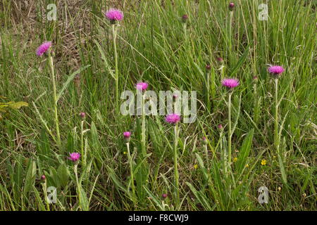 Meadow Thistle, Cirsium dissectum, in flower in damp meadow, Normandy. Stock Photo