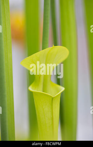 Pitcher Plant; Pitfall Trap; UK Stock Photo