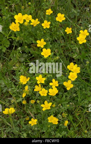 Bulbous buttercup, Ranunculus bulbosus, in flower in sandy grassland. Stock Photo