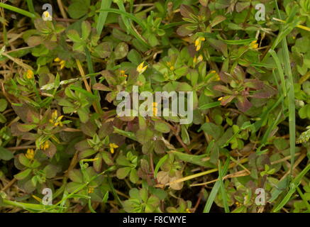 Slender Trefoil, Trifolium micranthum, in short coastal turf. Stock Photo