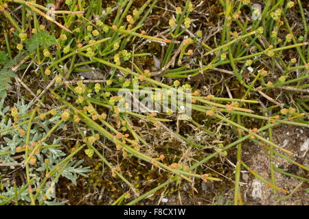 Joint-pine, Sea Grape, Ephedra distachya ssp distachya, coming into flower on sand dunes, Brittany. Stock Photo