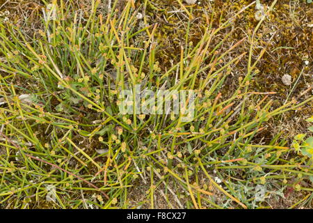 Joint-pine, Sea Grape, Ephedra distachya ssp distachya, coming into flower on sand dunes, Brittany. Stock Photo