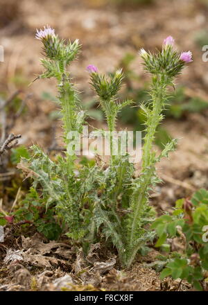 Slender Thistle, Carduus tenuiflorus in flower, on sandy coastal soil. Stock Photo