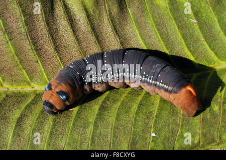 A hungry Caterpillar ( larvae of members of the order Lepidoptera ) moving here and there searching food on a plant in a garden; Stock Photo