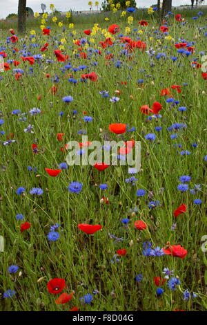 Cornfield weeds, especially Cornflower and Poppies, with White mustard, in abundance. Roadside,  Brittany. Stock Photo
