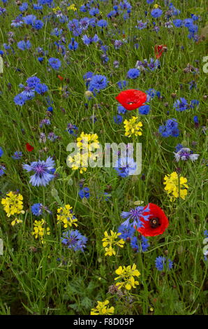 Cornfield weeds, especially Cornflower and Poppies, with White mustard, in abundance. Brittany. Stock Photo