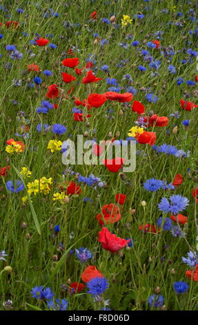 Cornfield weeds, especially Cornflower and Poppies, with White mustard, in abundance. Brittany. Stock Photo