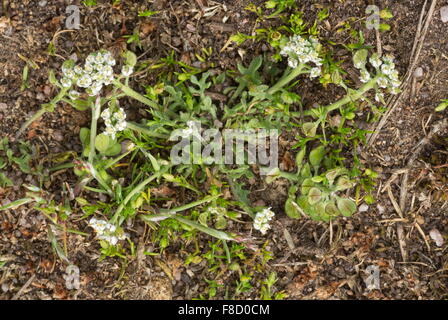 Shepherd's Cress, Teesdalia nudicaulis in flower and fruit on sandy coastal soil. Stock Photo