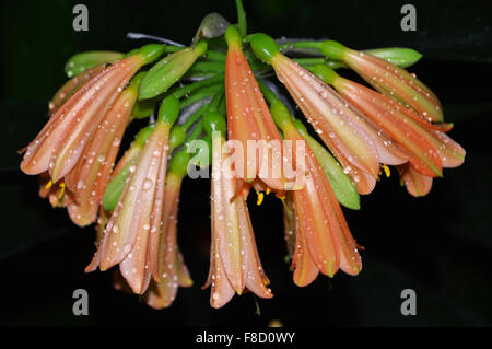 Clivia Cyrtanthiflora flower, macro image Stock Photo