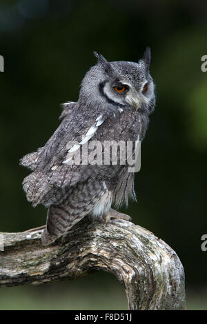 White-Faced Scops Owl (Ptilopsis Leucotis) Stock Photo