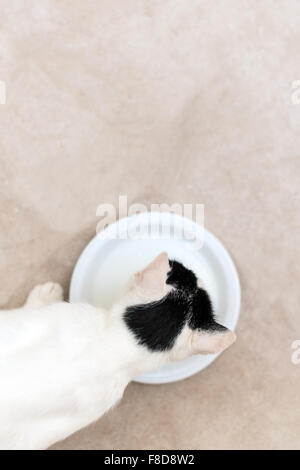 Cat drinking milk from bowl. View from above. Stock Photo