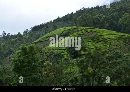 Tea Hill in the Mountains of Sri Lanka. Stock Photo