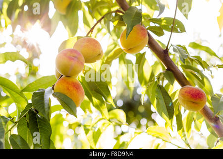 Peaches ripen on a tree in an orchard. Stock Photo