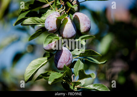 Nearly ripe plums hang from a plumb tree in an orchard. Stock Photo