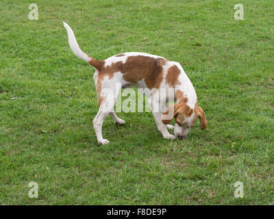Beagle puppy. Still in training! Stock Photo