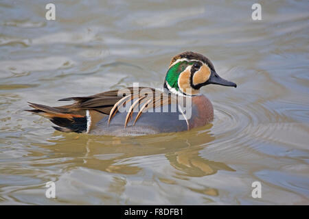 Colorful male Baikal Teal, Anas formosa Stock Photo