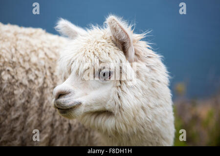 Portrait of beautiful baby Llama, Bolivia Stock Photo