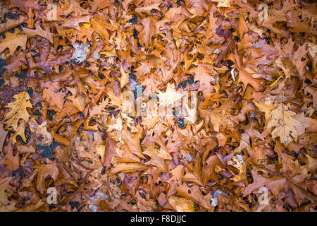 Orange autumn leaves in Connecticut. Stock Photo