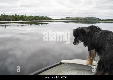 A dog in a motorboat heading up the St. Augustine River on the Lower North Shore near the Innu First Nation town of Pakua Shipi, Quebec, Canada. Stock Photo