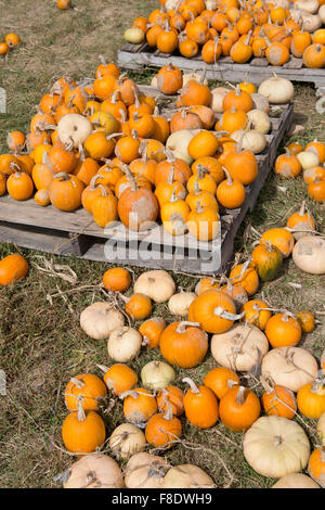 Pumpkins on pallets. Stock Photo