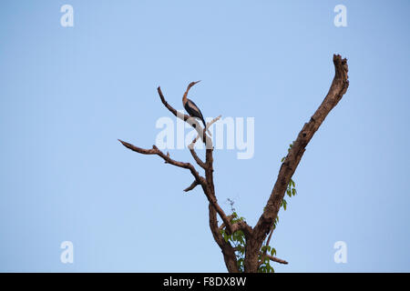 Tropical bird near Lake Maracaibo, Venezuela Stock Photo