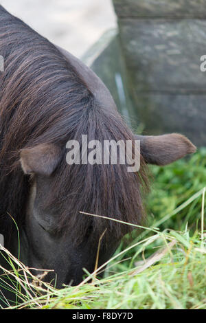 the dark horse with eats hay from a feeding trough Stock Photo