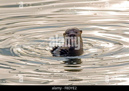 Singapore. 13th May, 2015. Photo taken on May 13, 2015, shows a smooth-coated otter eating fish in the Marina Bay Reservoir in Singapore. In Singapore, wild animals can still be found in the city centre or suburb in despite of its rapid economic development and urbanization since Singapore's independence in 1965. © Then Chih Wey/Xinhua/Alamy Live News Stock Photo