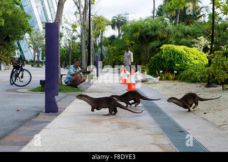 Singapore. 13th May, 2015. Photo taken on May 13, 2015, shows several smooth-coated otters wandering in the Gardens by the Bay in Singapore. In Singapore, wild animals can still be found in the city centre or suburb in despite of its rapid economic development and urbanization since Singapore's independence in 1965. © Then Chih Wey/Xinhua/Alamy Live News Stock Photo