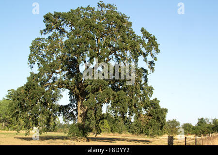 Oak tree in the very dry Central Valley's summer Stock Photo