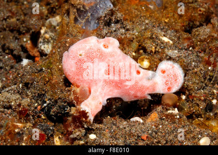 A bright pink juvenile Painted Frogfish, Antennarius pictus. Tulamben, Bali, Indonesia. Bali Sea, Indian Ocean Stock Photo