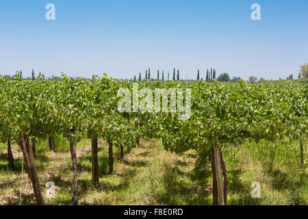 Detail of vineyards in Argentina Stock Photo