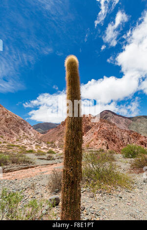 Cactus in los Cardones national park in Northern Argentina Stock Photo