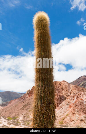 Cactus in los Cardones national park in Northern Argentina Stock Photo