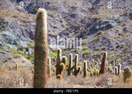 Cactus in los Cardones national park in Northern Argentina Stock Photo