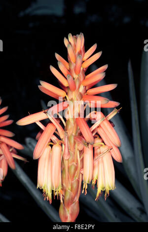 Krans Aloe-Aloe arborescens-Family Liliaceae/Aloaceae Stock Photo