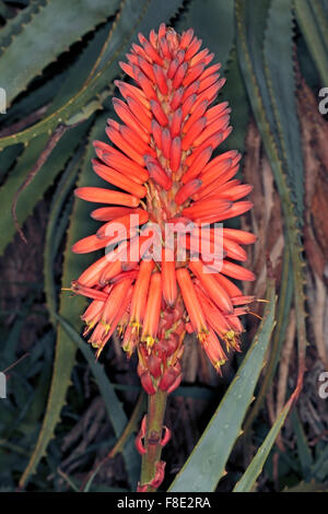 Krans Aloe-Aloe arborescens-Family Liliaceae/Aloaceae Stock Photo