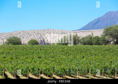 Vineyard in Cafayate, in the North of Argentina. Salta Province. Stock Photo