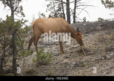 Female elk (Cervus canadensis) standing while grazing the sparse vegetation in Yellowstone National Park, Wyoming. Stock Photo