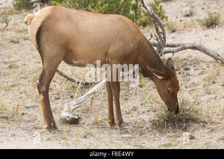 Female elk (Cervus canadensis) standing while grazing the sparse vegetation in Yellowstone National Park, Wyoming. Stock Photo