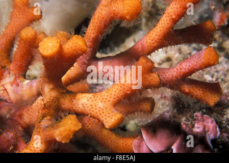 False coral, Myriapora truncata, Bryozoan Marettimo Island, Sicily, Italy Mediterranean Sea Stock Photo