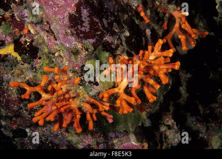 False coral, Myriapora truncata, Bryozoan Sinis, Sardinia, Italy Mediterranean Sea, Stock Photo