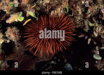 Edible Sea Urchin, Paracentrotus lividus, Parechinidae, Mal di Ventre Island, Sardinia, Italy, Mediterranean Sea Stock Photo