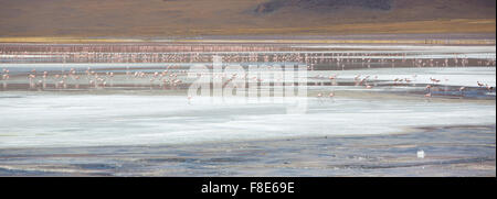 Panorama of group of pink flamingos standing and eating on the Laguna Colorada close to the Eduardo Avaroa National Park in Boli Stock Photo