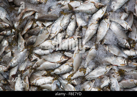 Background of large group of fish in ices seen from above at the fish market of Manaus, Brazil 2015 Stock Photo