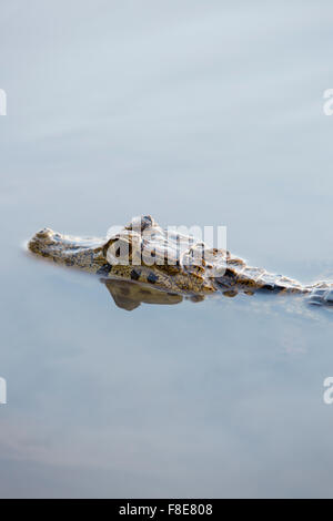 Close up of a Caiman staying in still water at Madidi National Park, Bolivia (selective focus on the eyes) Stock Photo